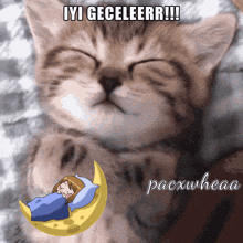 Pacxwheaa Cat GIF - Pacxwheaa Cat Cute GIFs
