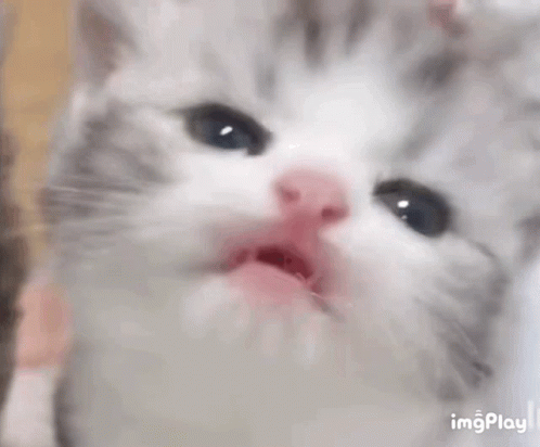Cat Kiss GIF - Cat Kiss Cute - Discover & Share GIFs