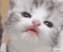 Cat Kiss GIF - Cat Kiss Cute GIFs