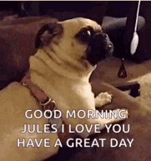 Funny Animals Dogs GIF - Funny Animals Dogs Pugs GIFs