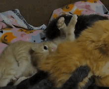 Funny Animals Kitten GIF - Funny Animals Kitten Fall Asleep GIFs