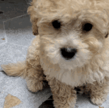 Cute Dog GIF - Cute Dog Poodle GIFs