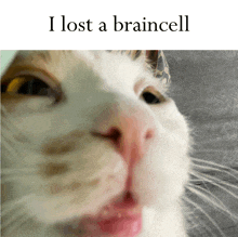 a close up of a cat with the words i lost a braincell above it