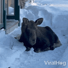 Resting Moose Viralhog GIF - Resting Moose Viralhog Moose Cub GIFs