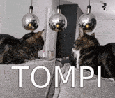 Tompi GIF - Tompi GIFs