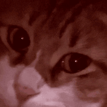 a close up of a cat 's face with a pink nose
