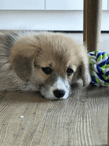 a brown and white puppy laying on a wooden floor next to a toy