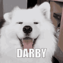 Darby Dog GIF - Darby Dog Cute GIFs