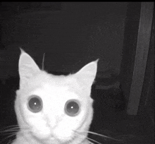 Cat Alien GIF - Cat Alien Alien Cat GIFs