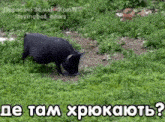 a black pig is grazing in a grassy field with a caption in russian