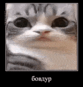 a close up of a cat 's face in a frame with a foreign language .