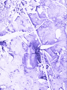 Bug Beetle GIF - Bug Beetle Dirt GIFs