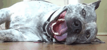 Dog Excited GIF - Dog Excited Happy GIFs