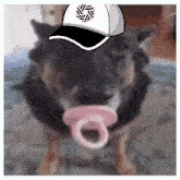 a dog with a pacifier and a hat on his head