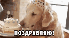 с днем рождения праздник собака поздравляю GIF - Mops Prazdnik Dnem GIFs