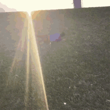 the sun is shining through the grass and a fence