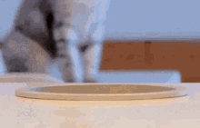 Cat Look GIF - Cat Look Who GIFs
