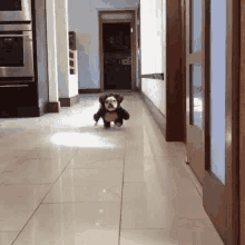 Funny Animals Im Coming GIF - Funny Animals Im Coming Here I Come GIFs