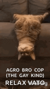 a cat is laying upside down on a couch with the caption agro bro cop ( the gay kind ) relax vatog