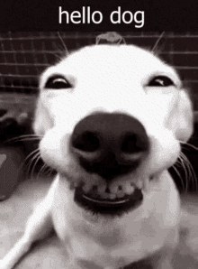 Hello Hello Dog GIF - Hello Hello Dog Dog GIFs