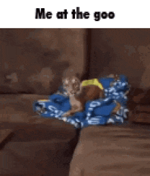 a tiger is sitting on a couch with a blue blanket on it