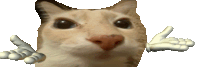 a close up of a cat 's face with a pair of white hands