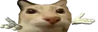 a close up of a cat 's face with a pair of white hands