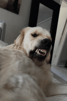 Snarl Teeth GIF