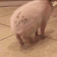 Pig Wag GIF - Pig Wag Wiggle GIFs