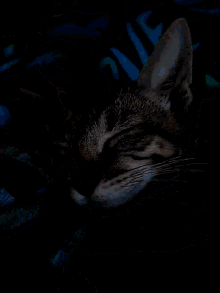 Kittens Sleepy GIF - Kittens Sleepy GIFs