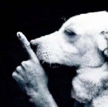 a black and white photo of a dog making a shhh sign