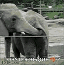 Elephant Eating Poop Lobster Bisque GIF