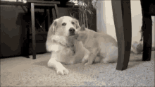 When Your Chicks Too Clingy GIF - Cat Dog Friends GIFs