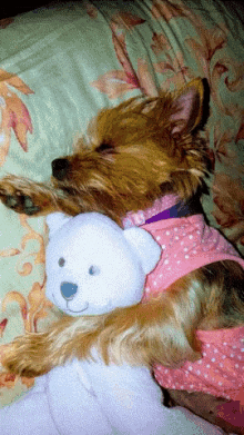 a dog wearing a pink pajama top is sleeping with a white teddy bear