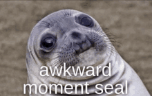 Akward Moment Seal GIF - Akward Moment Seal GIFs