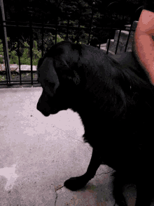 a black dog is laying down on a concrete floor