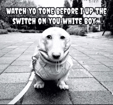 a black and white photo of a dog with the caption watch yo tone before i up the switch on you white boy ..