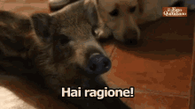 Cinghiale Scrofa Hai Ragione GIF - Boar Hog You Are Right GIFs
