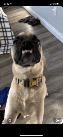 a pug dog with a yellow collar is standing on its hind legs and looking up at the camera