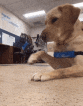 a dog with a collar that says genuine companions