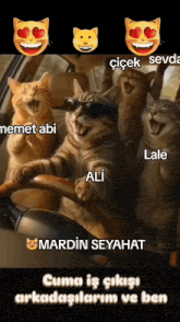 a group of cats wearing sunglasses are sitting in a car with a caption that says mardin seyahat