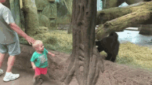 Zoo GIF - Zoo Zoo Animals Gorilla GIFs