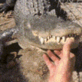 Alligator Petting GIF - Alligator Petting Snout GIFs