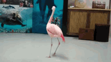 birds flamingos spin loop dance