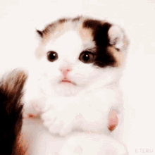 Cat Baby Cat GIF - Cat Baby Cat Kitty GIFs