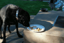 Clean Your Plate! GIF - Dogs Food Eating GIFs