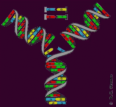 Replication GIF - Science Dna Replication - Discover & Share GIFs