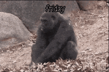 Monkey Friday Chimp Friday GIF - Monkey Friday Chimp Friday Playing In Leaves GIFs