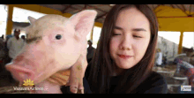Phương Ly Pig GIF