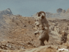 a goat with a ram 's horn is running through a desert .